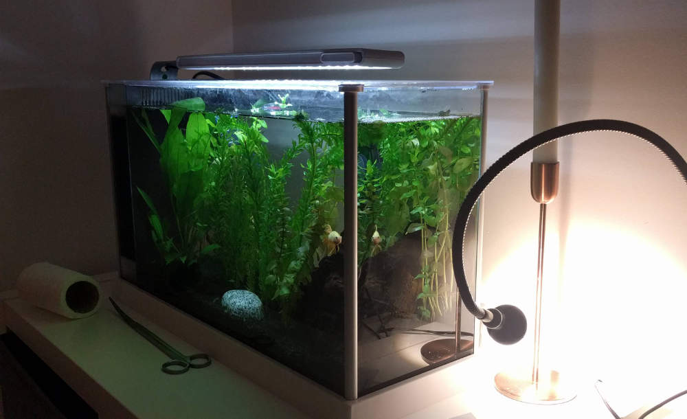 Do betta fish need light and do they like it? Bettaboxx